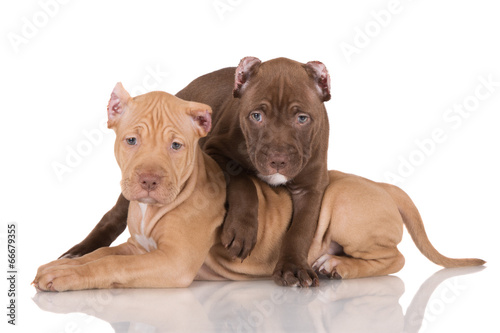 79+ American Pit Bull Terrier Puppies