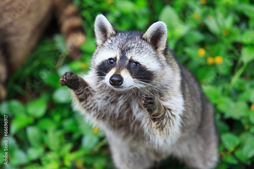 Fotografía The raccoon play standing in the green grass background