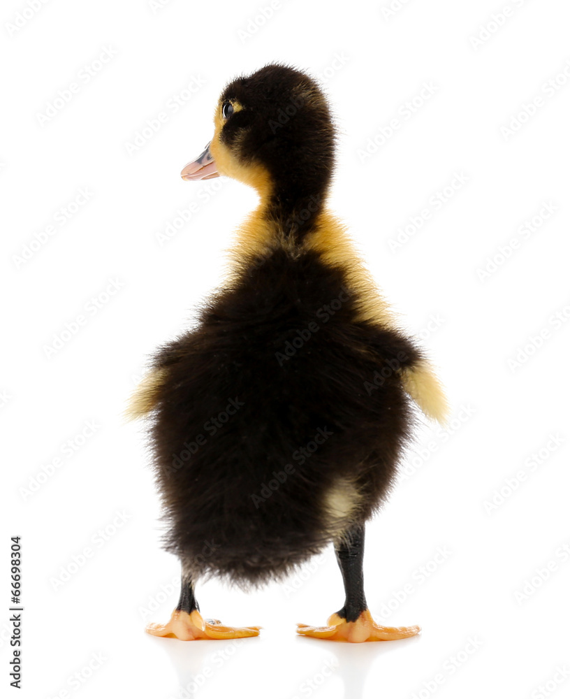 Little cute duckling isolated on white