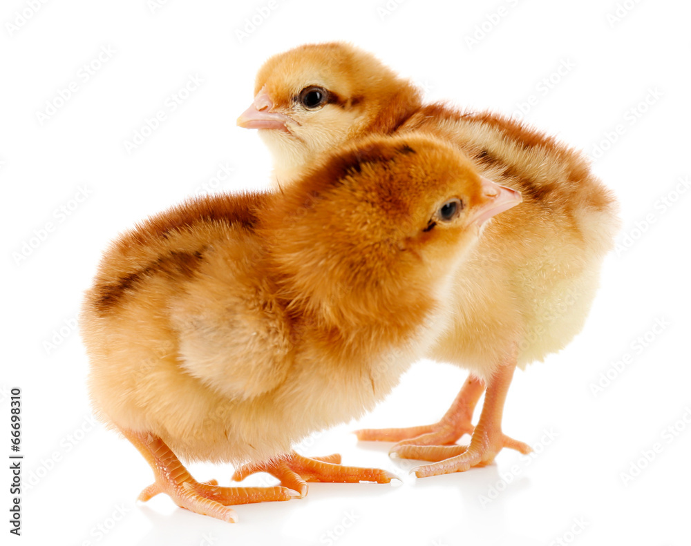 Little cute chickens isolated on white