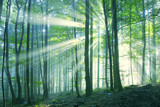 Fototapeta Sypialnia - Beautiful sunny morning forest