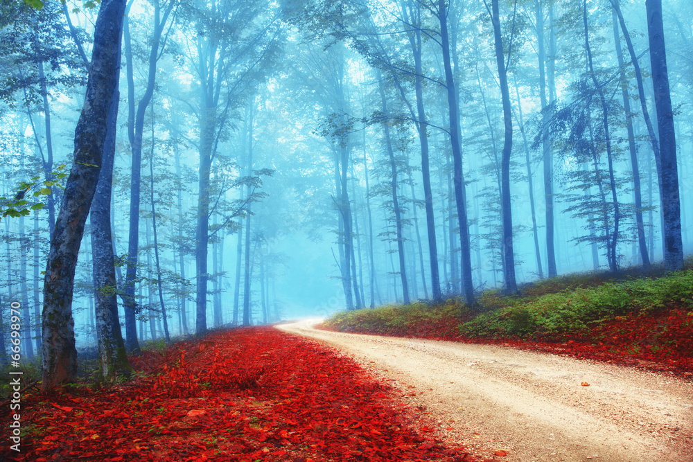 Mysterious colorful forest - obrazy, fototapety, plakaty 