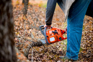 Wall Mural - worker with chainsaw cutting firewood in forest