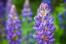 Macro Photo Of Lupine Flowers On The Meadow In Summer