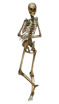Human Skeleton