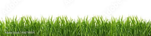 Fototapeta dla dzieci Green grass isolated on white background.