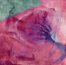 Grunge Abstract Textured Collage - Rd Poppy