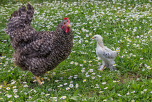 Chicken And Mother In The Green Grass