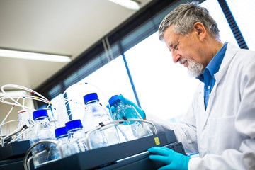 Wall Mural - Senior male researcher carrying out scientific research in a lab