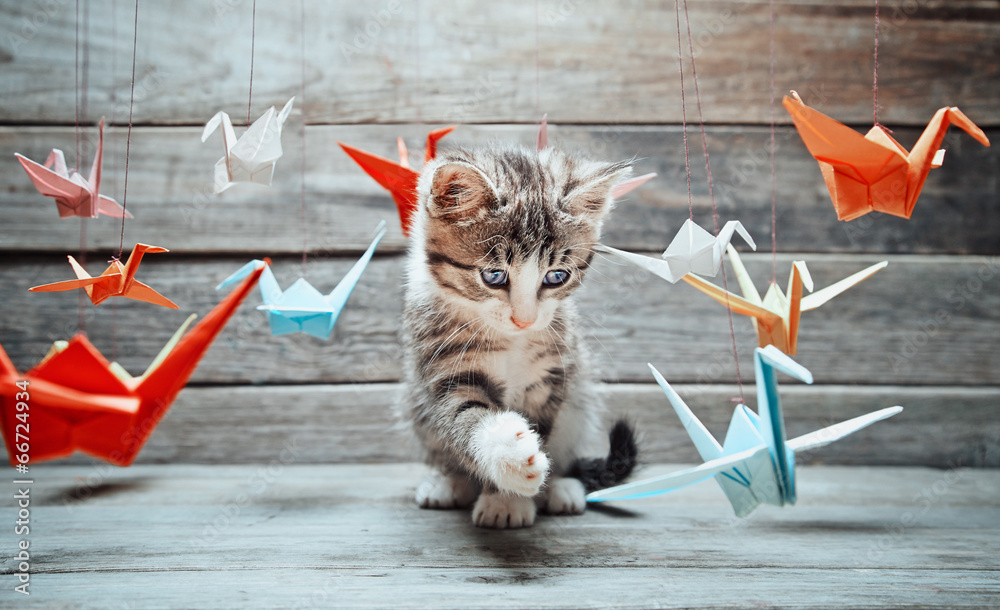 Kotek bawi się papierowymi żurawiami - obrazy, fototapety, plakaty 