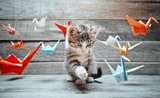Fototapeta Koty - Kitten is playing with paper cranes