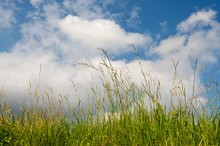 Grass Against A Blue Sky With Clouds