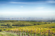 © trappy76 - McLaren Vale vineyard and horizon in the afternoon