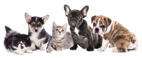 Wall Mural - Cat and dog, British kitten and French Bulldog puppy