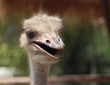 © vladimircaribb - Ostrich head closeup