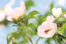 Bee On A Flower Of Wild Rose