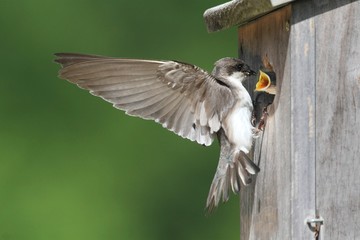 Sticker - Tree Swallow Feeding Babies