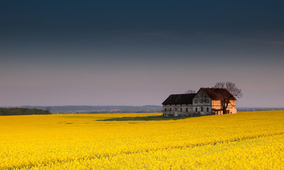 Wall Mural - Old devastated building on canola field