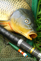 Wall Mural - Catching fish. The Common Carp (Cyprinus Carpio).