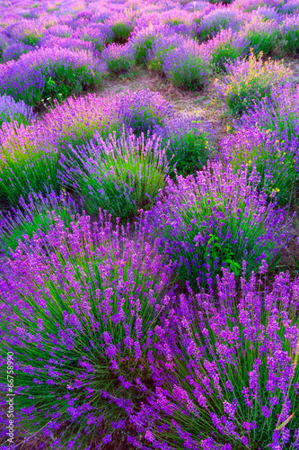 Tapeta ścienna na wymiar Lavender field in Tihany, Hungary