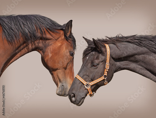 Naklejka na szybę Two horses