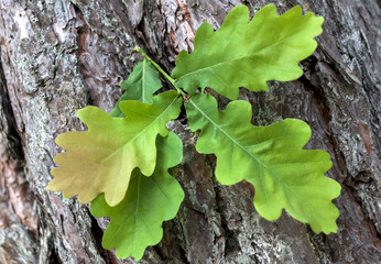 Wall Mural - Green oak leaves