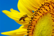 Bee In The Sunflower