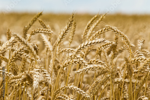 Obraz w ramie Wheat ear