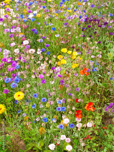 Blumenwiese Stock-Foto | Adobe Stock