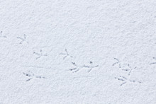 Bird Tracks On Snow