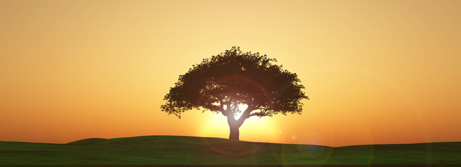 widescreen sunset tree landscape