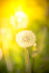 Dandelion