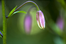 Bud Of Purple Lily Flower