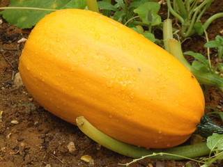 Spaghetti squash covered in raindrops