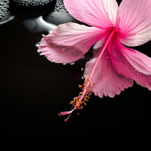 Spa Concept  Of  Blooming Pink Hibiscus And Zen Stones With Drop