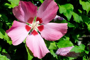 Hibiscus syriacus L. flower