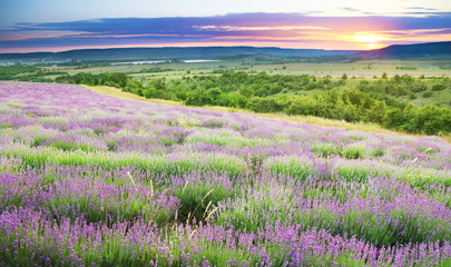 Poster - Meadow of lavender.