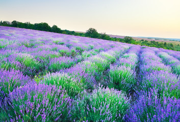 Wall Mural - Meadow of lavender.