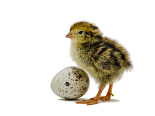 Nestling quails several hours after hatching