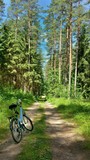 Fototapeta Sawanna - Szlak rowerowy w lesie