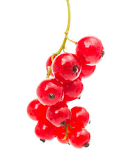 Sticker - red currant isolated