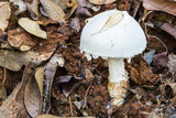 Fototapeta Tęcza - Big, Wild Mushroom growing among vegetation, Chiangmai, Thailand