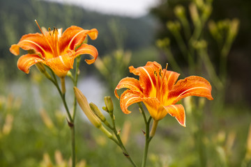 Pair of Orange Lillies