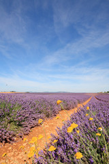 Wall Mural - France - Valensole - Lavandes