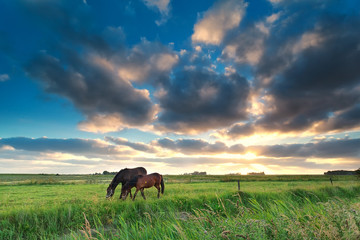 Wall Mural - horses grazing on pasture at sunset