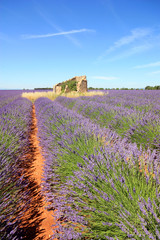 Canvas Print - France - Valensole - Lavandes