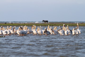 Wall Mural - pelicans in shallow water