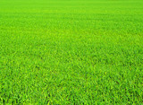 Fototapeta Maki -  grass texture