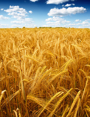 Poster - Wheat field against a blue sky