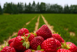 Fototapeta Most - Strawberry field